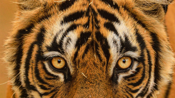 হিংস্র পশুর ছবি দেখা