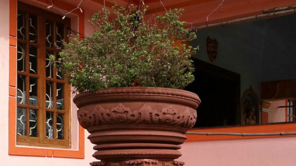 সূর্যাস্তের পর তুলসি গাছ স্পর্শ করবেন না