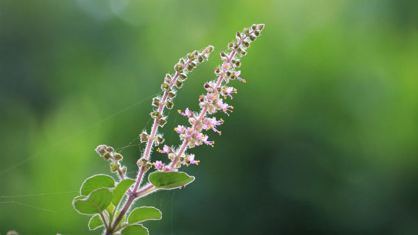 তুলসী গাছ শুকিয়ে যাচ্ছে