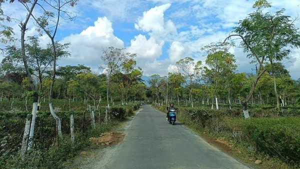 কুয়াশার সতর্কতা কুয়াশার সতর্কতা