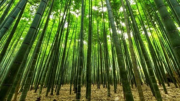 বাঁশ রাখা অশুভ