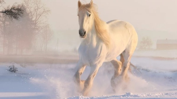  ঘোড়ার নাল