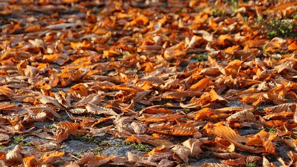 শুকনো পাতা সরিয়ে ফেলুন