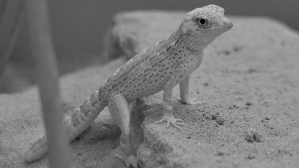 টিকটিকির ডাক শোনা শুভ টিকটিকির ডাক শোনা শুভ