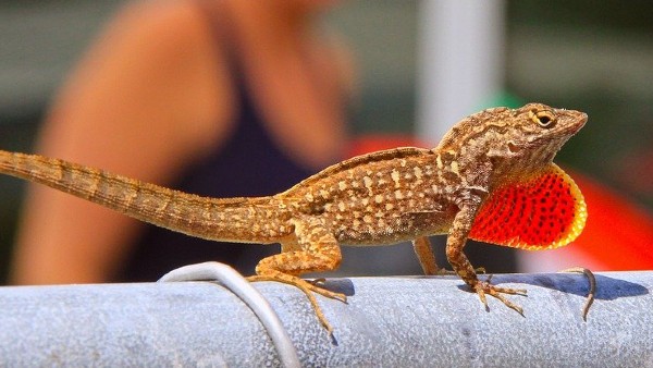 কোনদিক দিয়ে টিকটিকির ডাক শোনা শুভ কোনদিক দিয়ে টিকটিকির ডাক শোনা শুভ