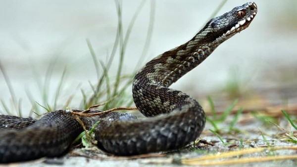 দেশের বুকে স্বতন্ত্র হয়ে উঠেছে ‘কোবরা গ্রাম’