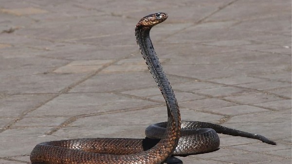 সাপকে পুজো করে এবং খাওয়ায় গ্রামের মানুষ