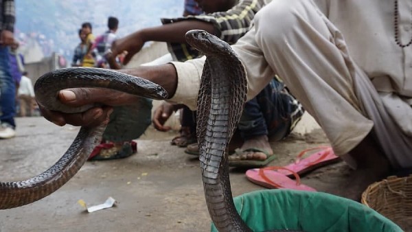 প্রতিটি মানুষের হৃদয়ে স্থান করে নিয়েছে কোবরা
