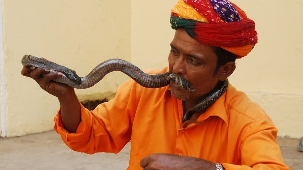 শিশুরা এখানে হামাগুড়ি দেয় সাপের সঙ্গে