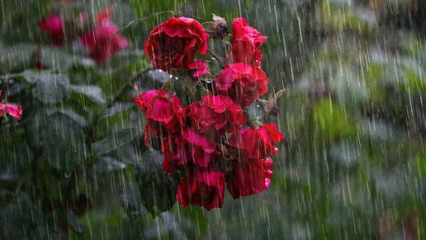  তাপমাত্রা কমবে না