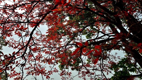উত্তরবঙ্গের আবহাওয়া