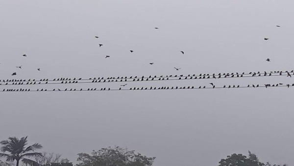 আবহাওয়া দফতরের পূর্বাভাস