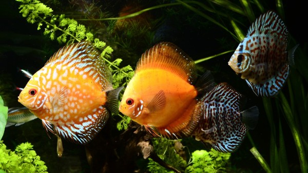 অ্যাকোয়ারিয়াম রাখা