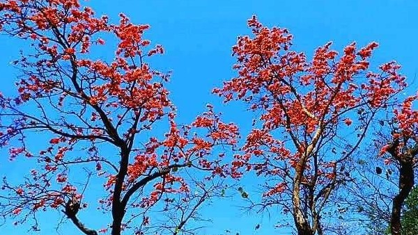 কী কী দেখা যাবে এখানে