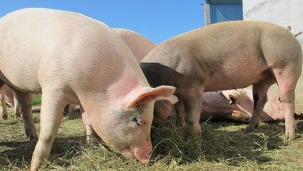 বাংলাদেশ থেকে প্রথম এই রোগ আসে বাংলাদেশ থেকে প্রথম এই রোগ আসে