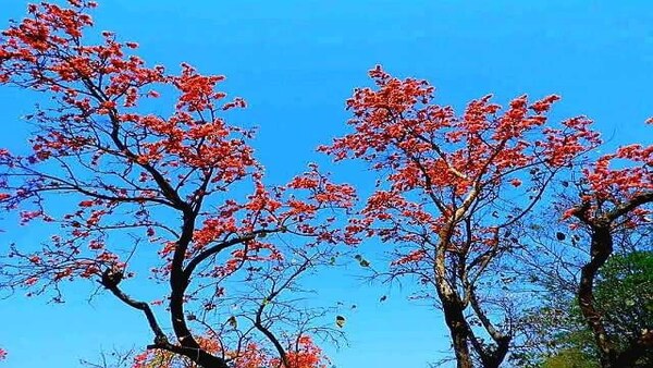 কেমন থাকবে জেলার আবহাওয়া