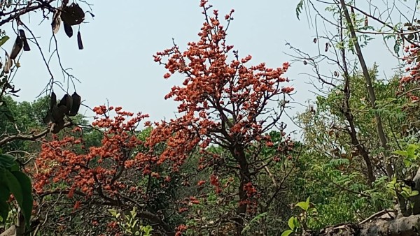 কাছেই নোড়াহাড়া জলাধার