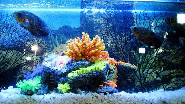 পঞ্চম উপায়