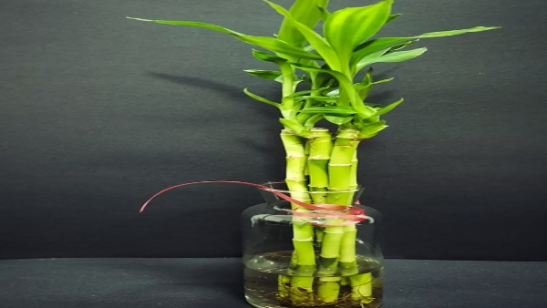 বাঁশ গাছ রাখুন