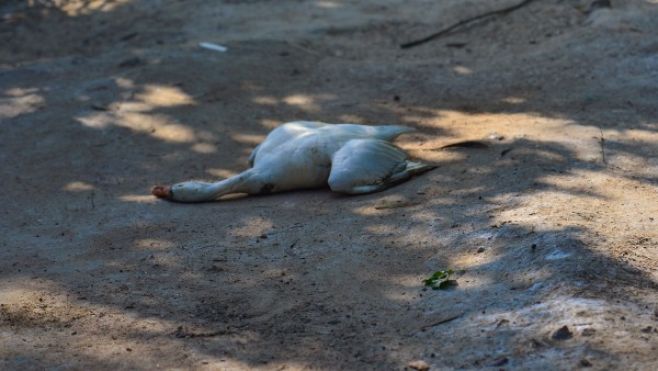 চিনের পর এবার আমেরিকায় প্রথম বার্ড ফ্লু এইচ৫ এর সংক্রমণ চিনের পর এবার আমেরিকায় প্রথম বার্ড ফ্লু এইচ৫ এর সংক্রমণ