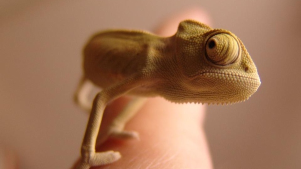 সকালে উঠে টিকটিকি দেখলে দিন ভালো যায়