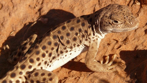 উন্নতি ও লাভের ইঙ্গিত