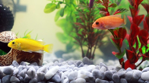 বাড়িতে রাখুন মাছের অ্যাকোয়ারিয়াম