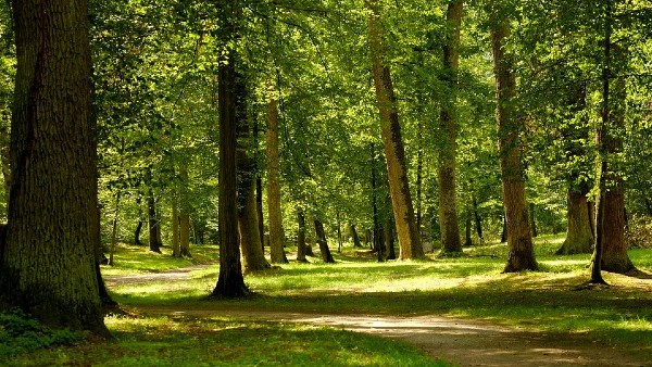 বনাঞ্চলে ১০০টির বেশি প্রজাতির গাছ বনাঞ্চলে ১০০টির বেশি প্রজাতির গাছ