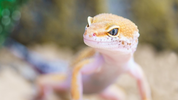 টিকটিকি