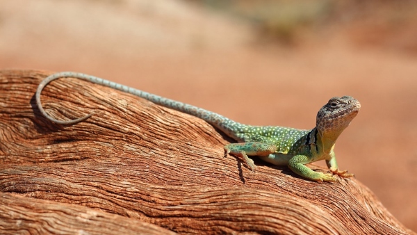 ধনের প্রতীক