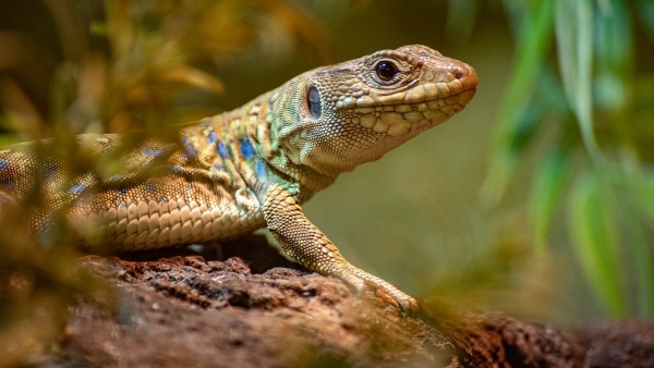 মাথায় টিকটিকি পড়া