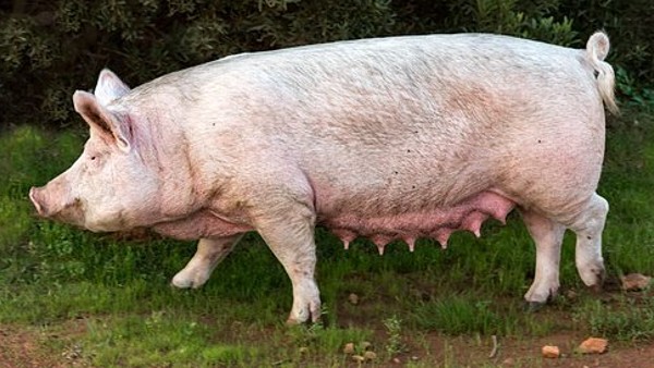 পরিস্থিতি নিয়ন্ত্রণে দু’‌টি দল গঠন