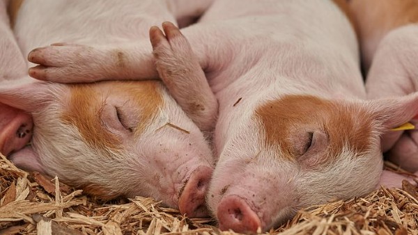 কী বলছে মিজোরাম সরকার কী বলছে মিজোরাম সরকার