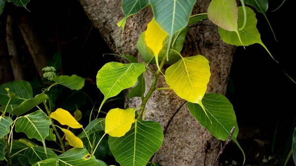 অশ্বত্থ গাছের পুজো করুন