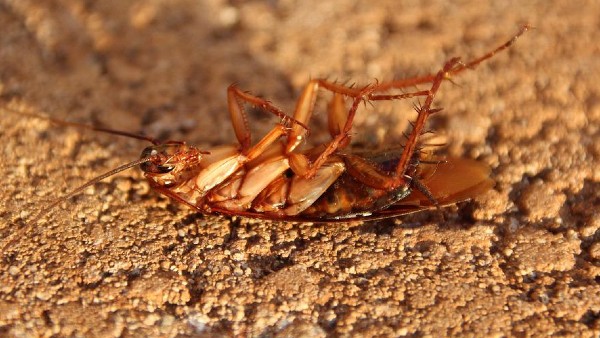৯দিন পর্যন্ত বেঁচে থাকতে পারে ৯দিন পর্যন্ত বেঁচে থাকতে পারে