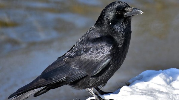 কাকের জল খাওয়া দেখা শুভ