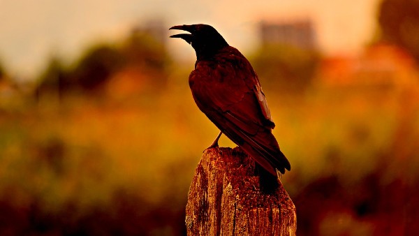 পা স্পর্শ করে চলে যাওয়া সম্মান বাড়ার সূচক