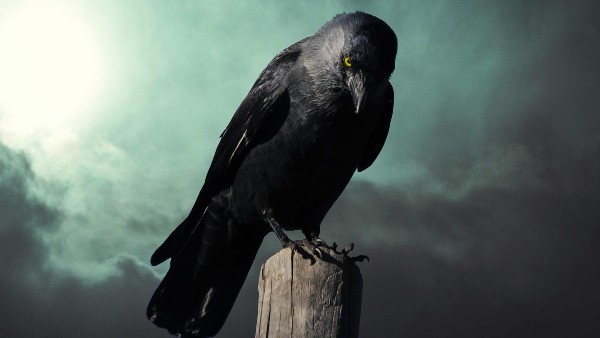  কাকের মুখে রুটি দেখা শুভ হয়