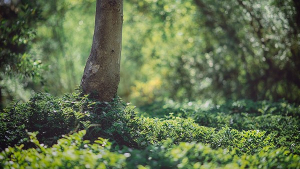 ভোর ৩ টের সময়ে মেঘালয় সীমান্তে ঘটে ভোর ৩ টের সময়ে মেঘালয় সীমান্তে ঘটে