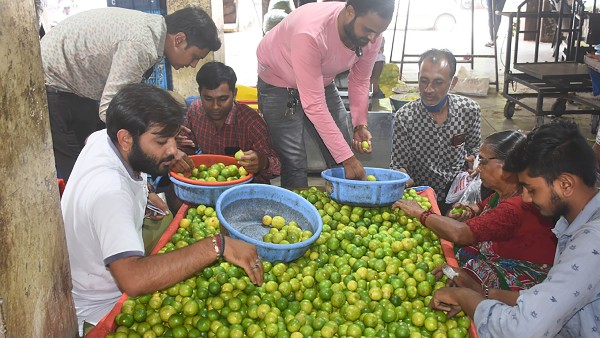 সোনার মূল্যে লেবুর দাম সোনার মূল্যে লেবুর দাম