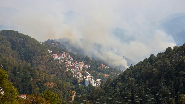 আরও যা বললেন বন বিভাগের আধিকারিক! 