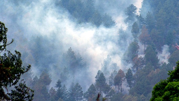 কী বলছে জম্মু-কাশ্মীর বনবিভাগ? 