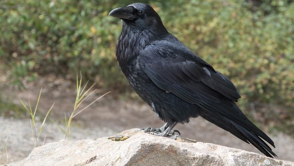 ঘরের দরজায় কাক যদি ডাকে