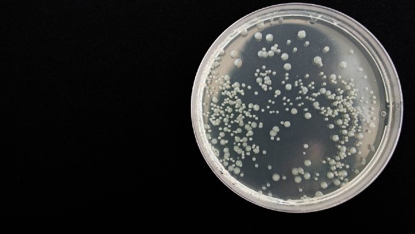 সবথেকে বড় ব্যাকটেরিয়াম ম্যাগনিফিকা সবথেকে বড় ব্যাকটেরিয়াম ম্যাগনিফিকা