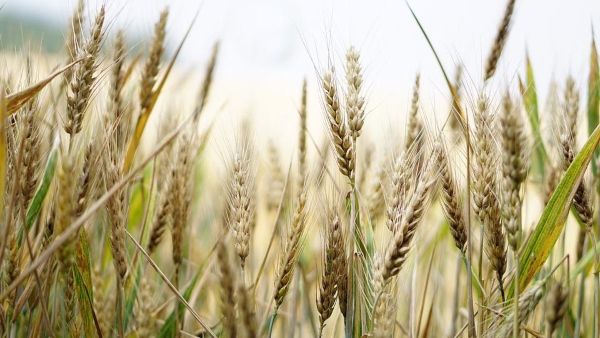 শস্যের স্তুপ দেখা শস্যের স্তুপ দেখা