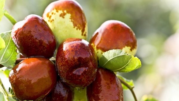 ফসল ভালো হয় গোবরে