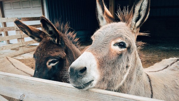 কিভাবে এল আইডিয়া? কিভাবে এল আইডিয়া?