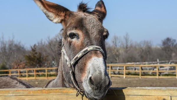 গাধা ছাড়াও কড়কনাথ মুরগিও প্রতিপালন করেন শ্রীনিবাস! গাধা ছাড়াও কড়কনাথ মুরগিও প্রতিপালন করেন শ্রীনিবাস!