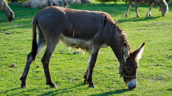 তার 'গাধা খামার' নিয়ে কী বলছেন শ্রীনিবাস? তার 'গাধা খামার' নিয়ে কী বলছেন শ্রীনিবাস?