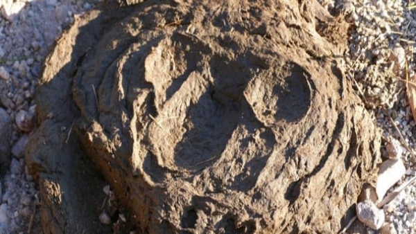 ভারত থেকে প্রথমবার গোবর রপ্তানি কুয়েতে